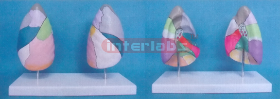 BRONCHO. PULMONARY SEGMENTSMODEL WITH COLOURED SEPARATIONAL